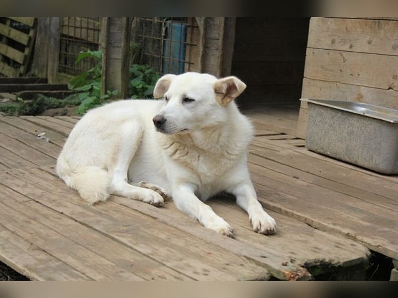 Gea - eine zarte Seele auf der Suche nach ihren Menschen