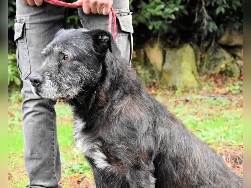 Baldovino - Lieber, großer Kerl fragt: Darf ich zu Dir?