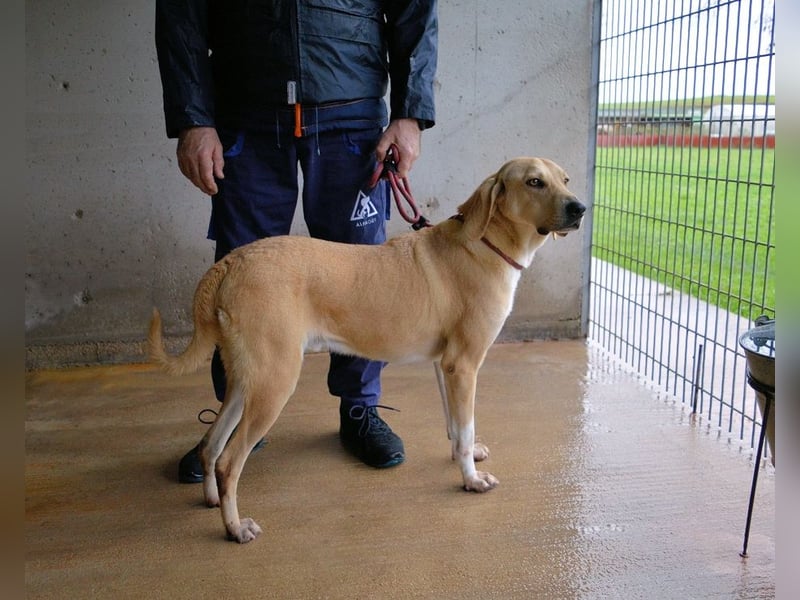 Wiper - Menschisch A1 - Wiper sucht Lehrer