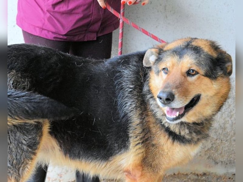 Annalise - Eine liebevolle Gefährtin sucht ihren Menschen Annalise - Eine liebevolle Gefährtin sucht ihren Menschen