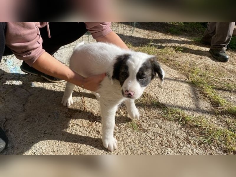 Ingo -  Neunmal werden wir noch wach...