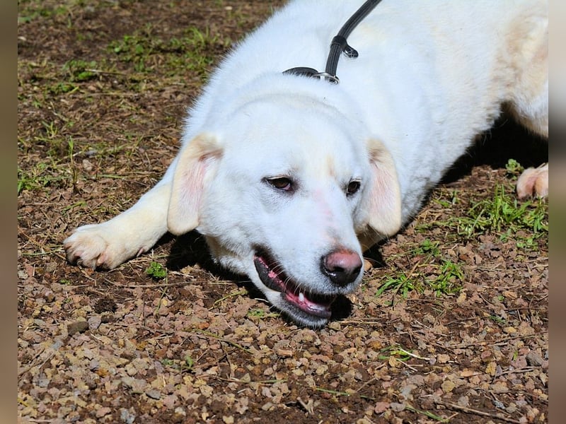 Shipley - Ein riesiges Missverständnis!