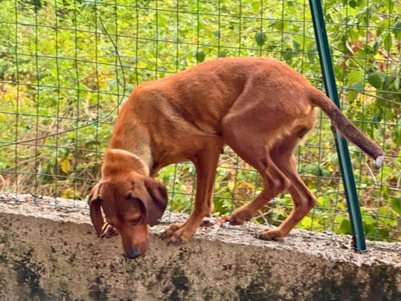 Yola - (Dringend Pflegestelle oder Zuhause gesucht) wie bei Hänsel und Gretel - nur schlimmer