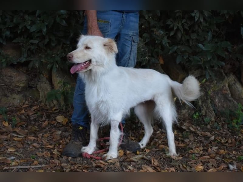 Roxanna - Die Ware Hund