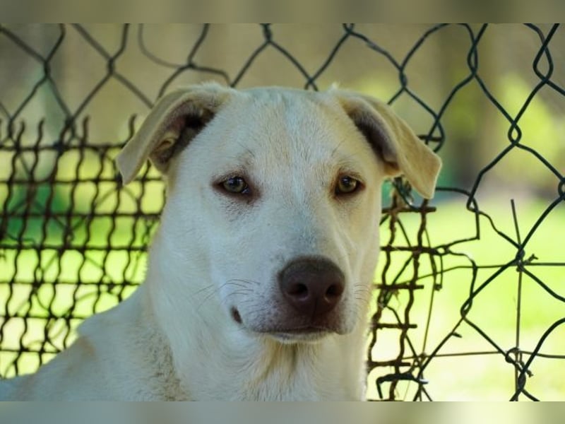 Titanio - (Dringend Pflegestelle oder Zuhause gesucht) Bereit Herzen im Sturm zu erobern