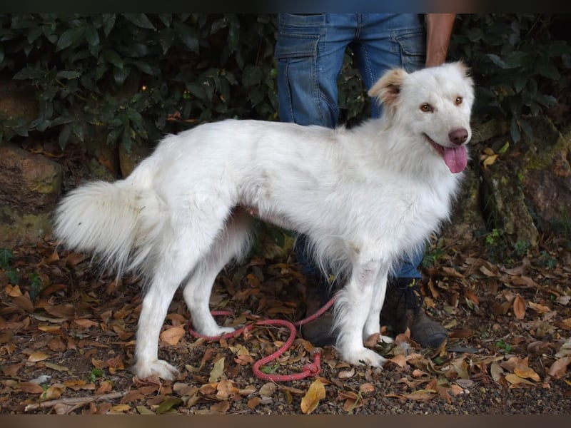 Roxanna - Die Ware Hund
