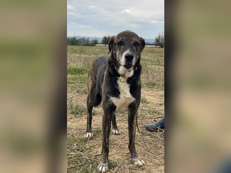 Lola - Das Herz hat seine Gründe