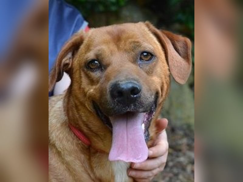 Freebie - Über Stock und Stein