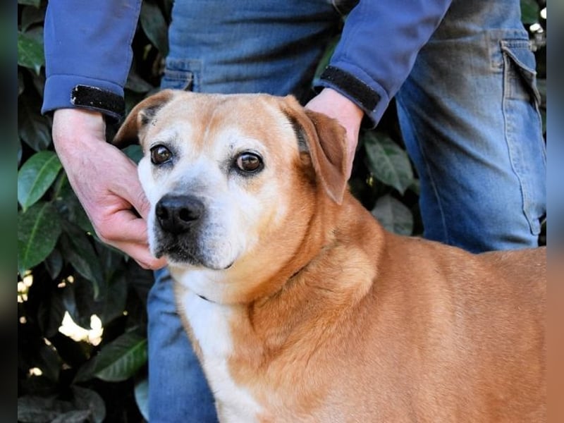 Rinaldo - Gold-Senior sucht dringend Zuhause