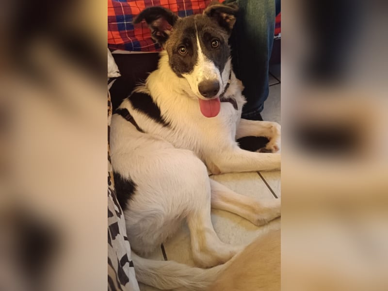 Fioretta - Notfall - 2. Lebensglück gesucht