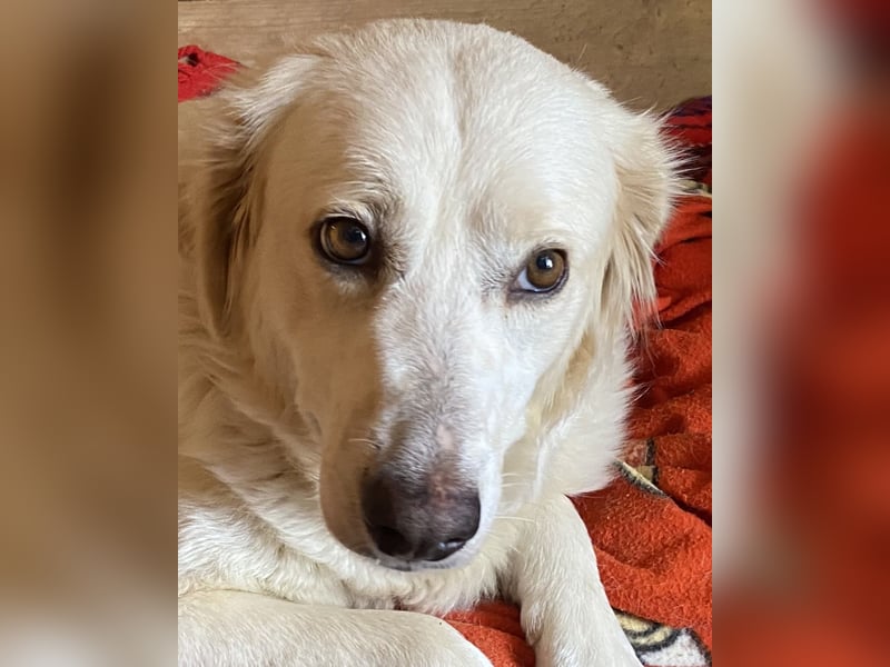 Idylle - Sanfte Hündin sucht Lieblingsmenschen