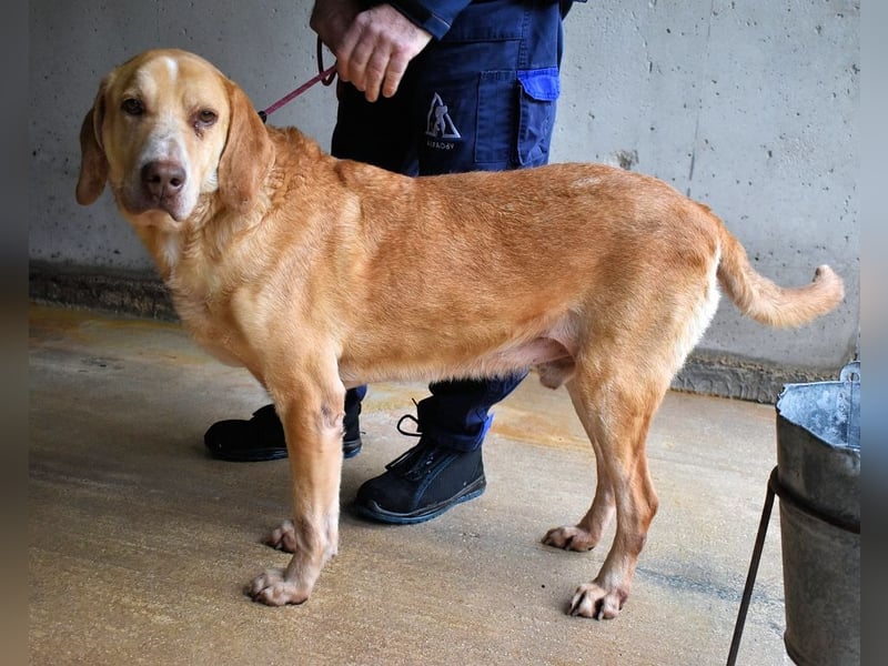 Dioneo - NOTFALL - Zeit heilt hier nichts