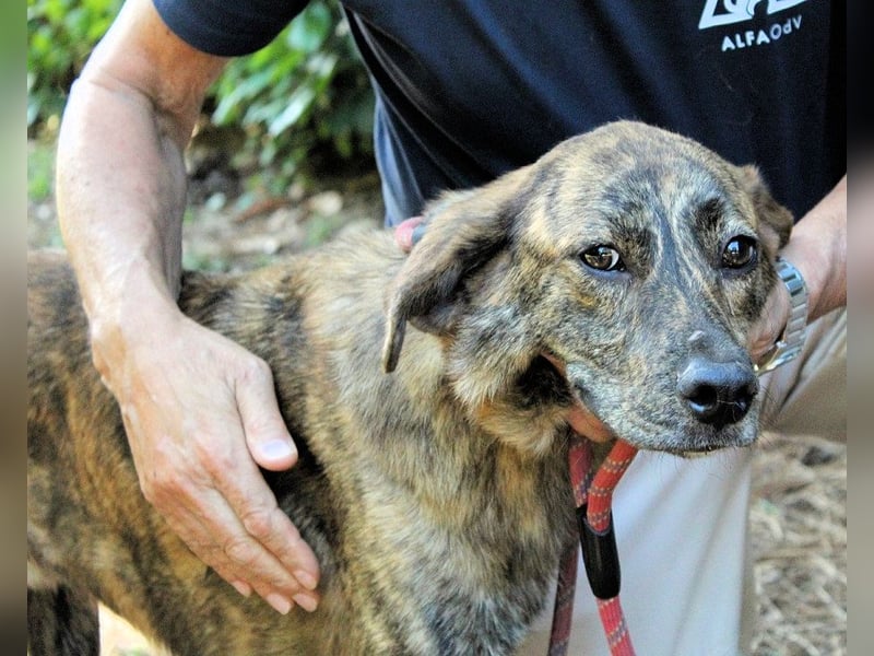 Ulick - hat alles verloren