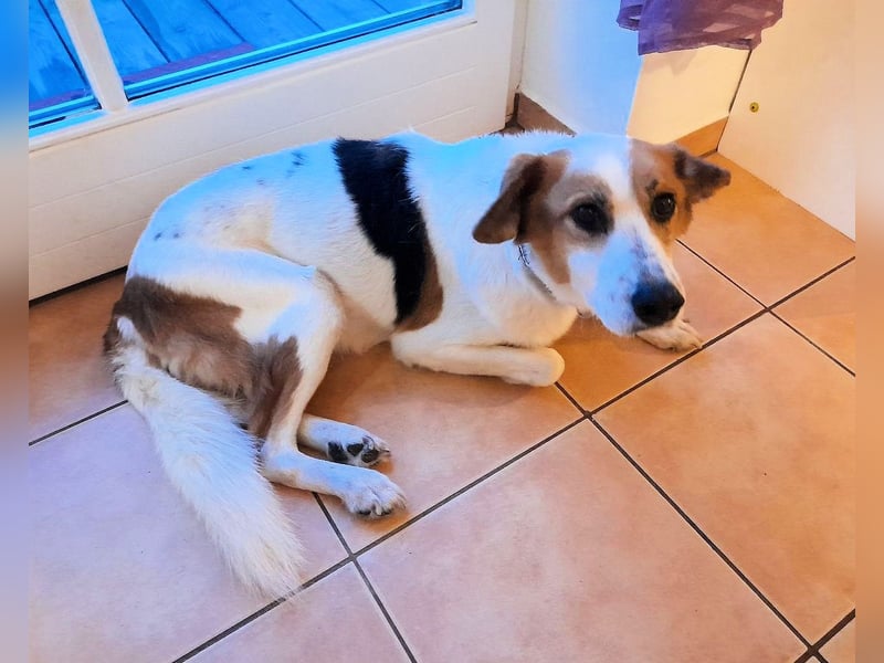 Elpidius - Ein Ziel ohne Plan bleibt nur ein Wunsch