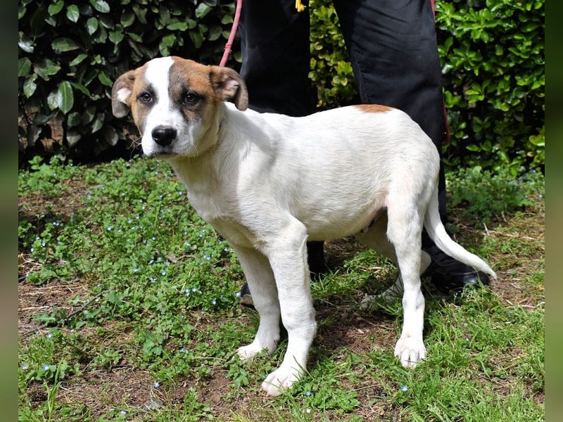 Elenio - SOS - Dringend Zuhause gesucht - Ein leuchtendes Fellknäuel