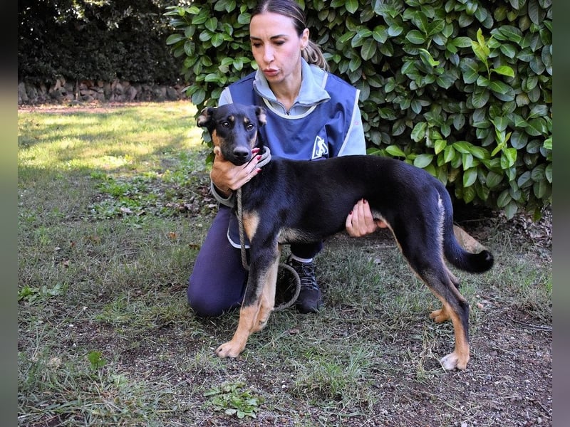 Drifa - vorsichtiges Hundemädchen auf der Suche nach Geborgenheit