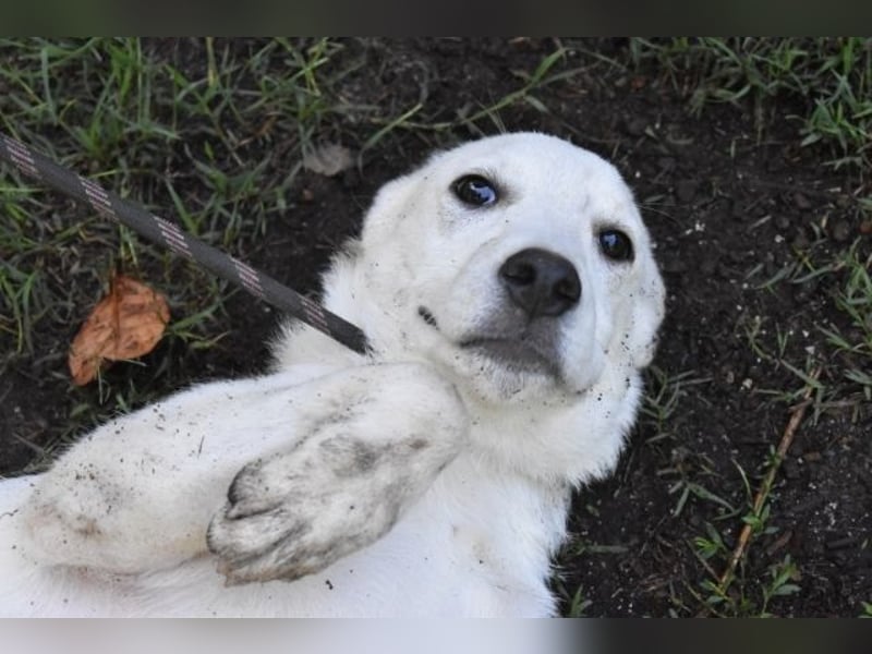 Shipley - Ein riesiges Missverständnis!
