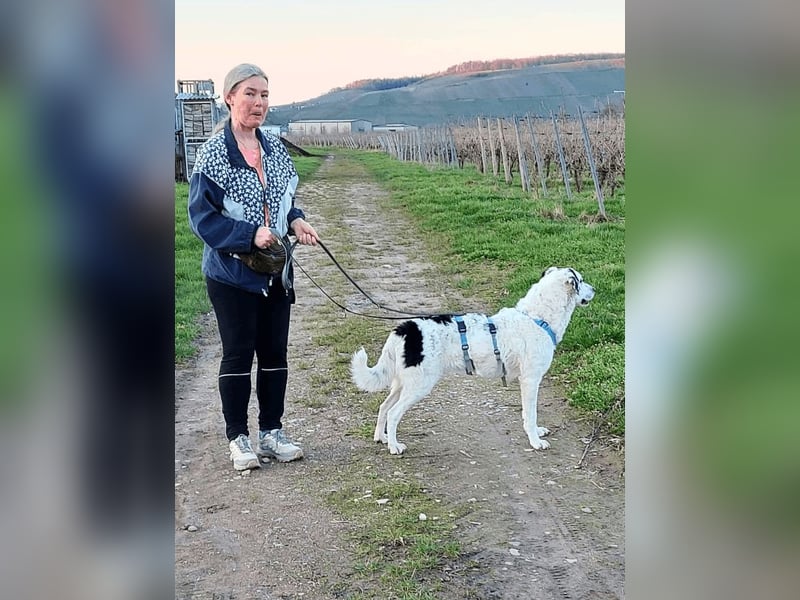 Marni - Dieses Herz hat schon zu lange gewartet