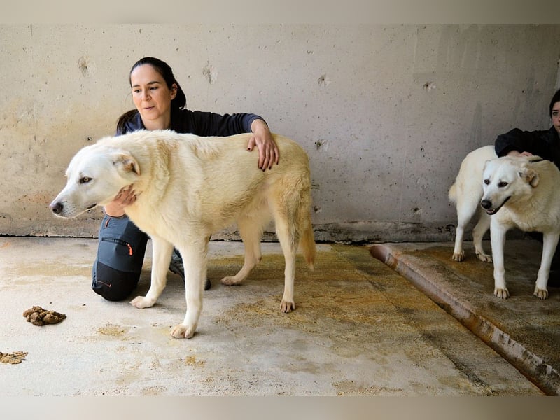 Weeke - Knopfaugen auf der Suche nach einem Lieblingsmenschen