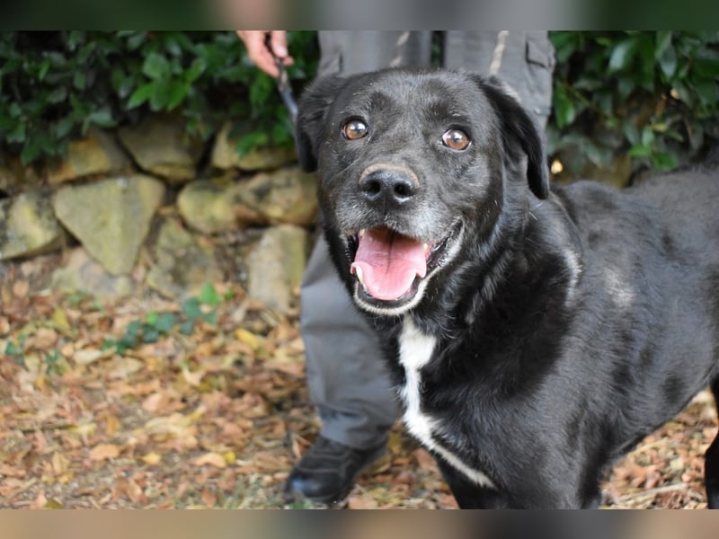 Brogan - Unser Lieblingslabradorpanther - vielleicht bald Ihrer?