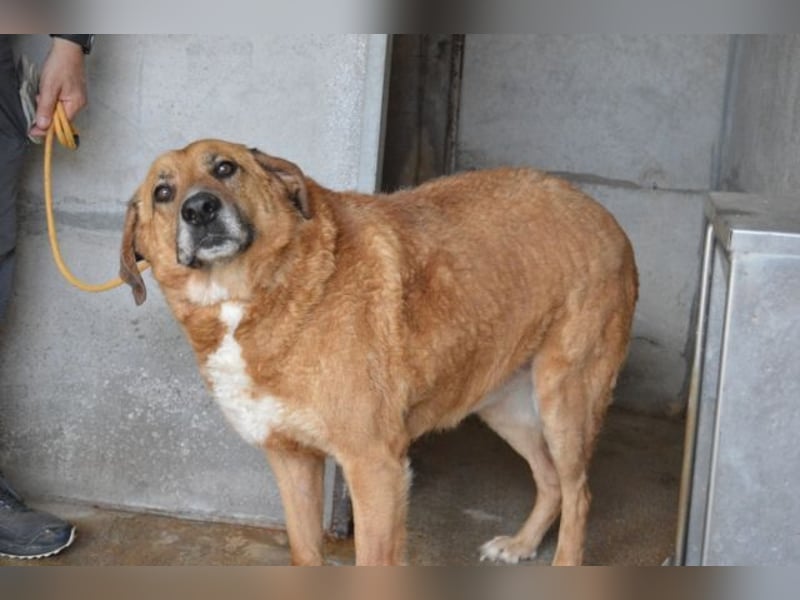 Kemp - Runder Rundum-Schatz