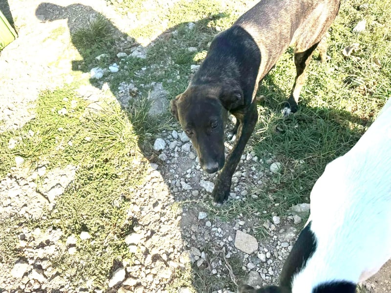 Viby - (Dringend Pflegestelle oder Zuhause gesucht) Wann darf ich denn mal mit?