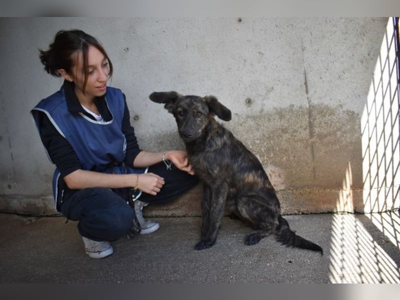 Nivara - Das Märchen von den fünf Schwestern