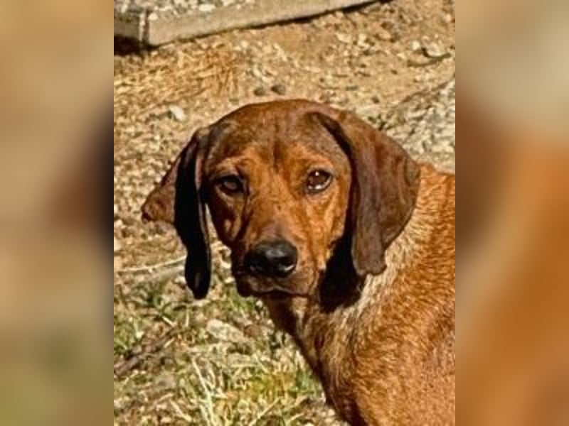 Yola - (Dringend Pflegestelle oder Zuhause gesucht) wie bei Hänsel und Gretel - nur schlimmer