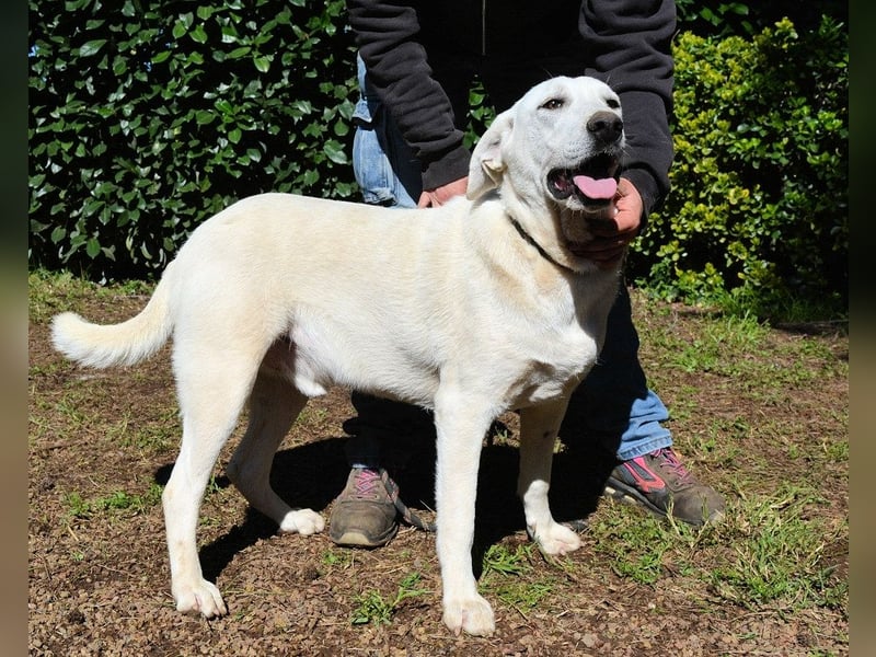 Scrubby - Ein riesiges Missverständnis!