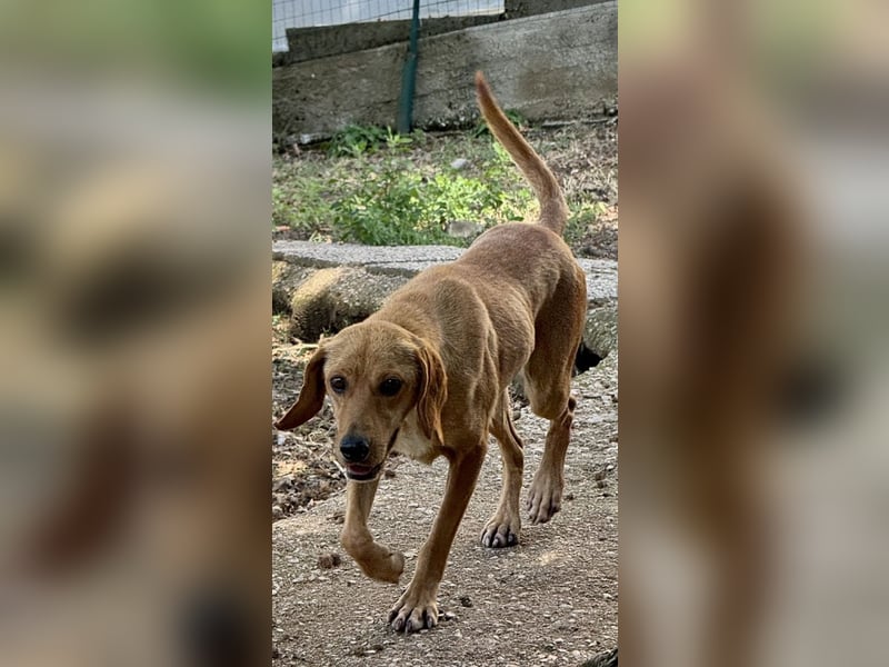 Yamina - (Dringend Pflegestelle oder Zuhause gesucht) wie bei Hänsel und Gretel - nur schlimmer