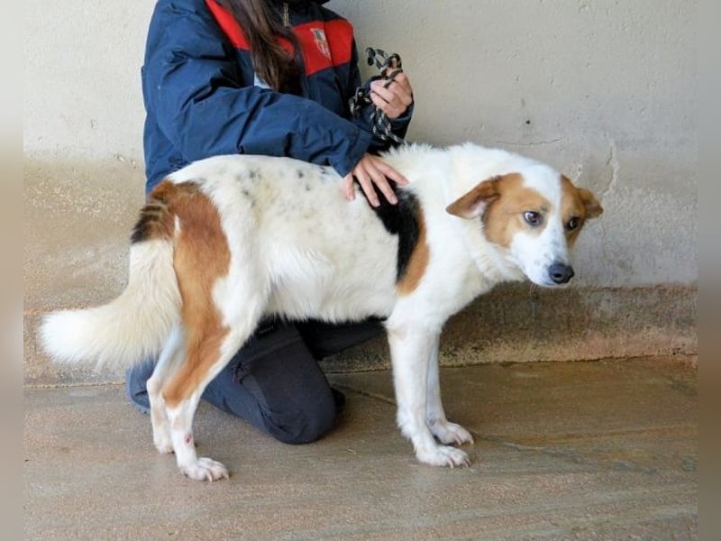 Elpidius - Ein Ziel ohne Plan bleibt nur ein Wunsch