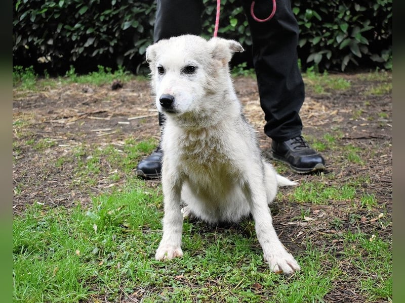Kemyra - Ein "Wölfchen" sucht sein Rudel