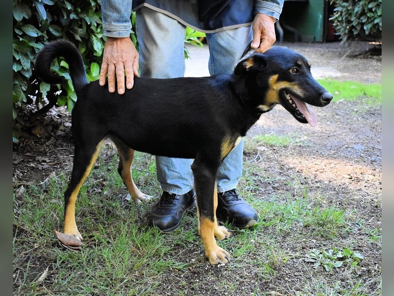 Domitia - neugierige Junghündin mit sanftem Wesen