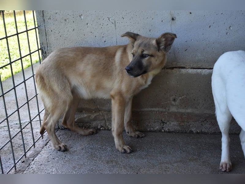 Quarven - Kleiner Hundejunge, was nun?