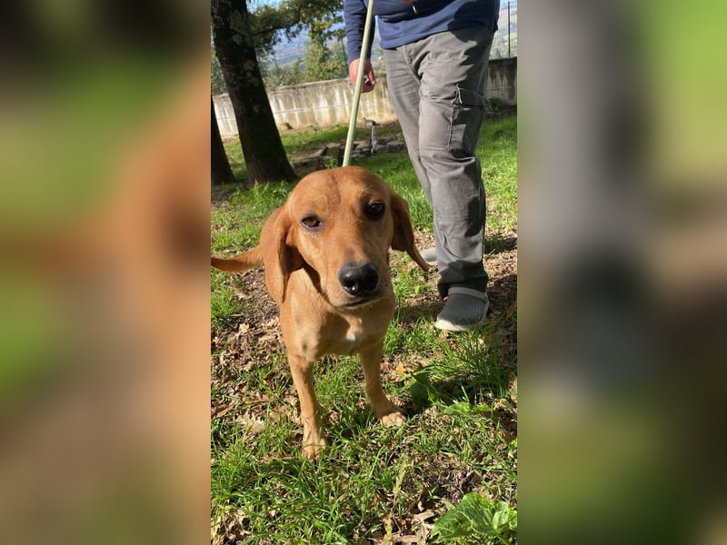 Yamina - (Dringend Pflegestelle oder Zuhause gesucht) wie bei Hänsel und Gretel - nur schlimmer