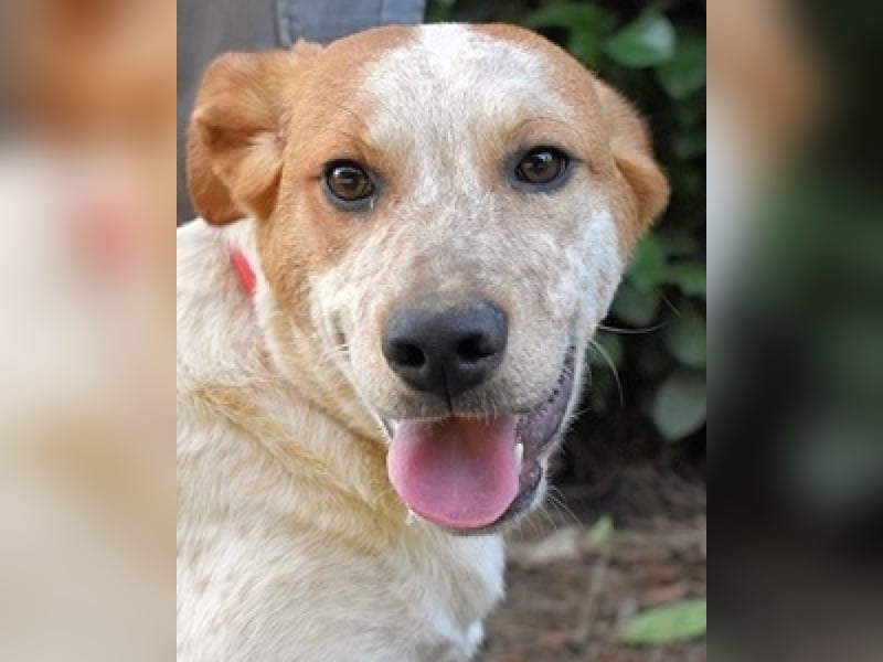 Zoilo - Z wie Zuckersüß und Zauberhaft