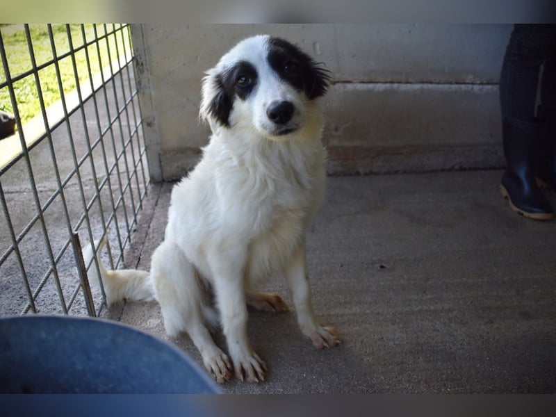 Jovian - Gute Laune hat einen Namen: Jovian