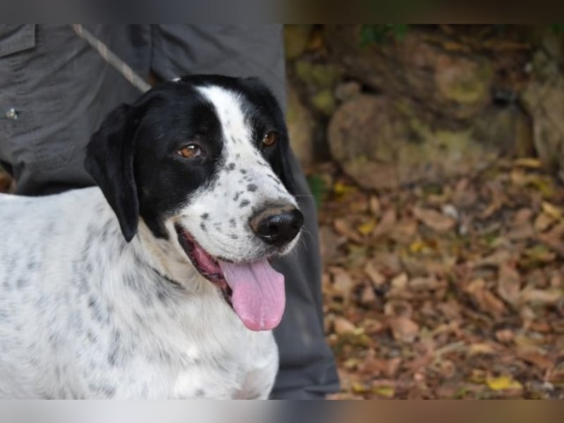 Demetrius - Sensibler Hund in großer Not