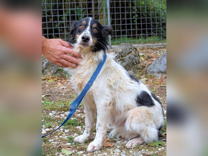 Collin - Wer Vertrauen hat, erlebt jeden Tag Wunder