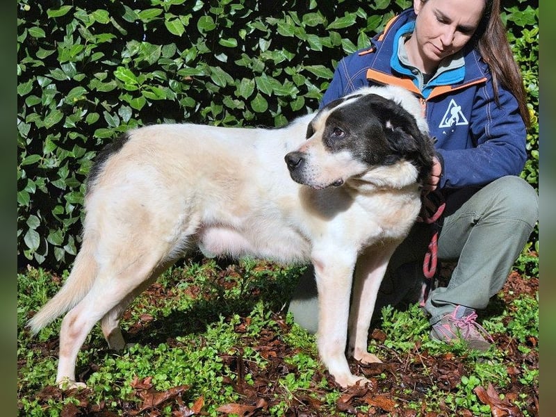 Poldino - Talent zum Seelenhund