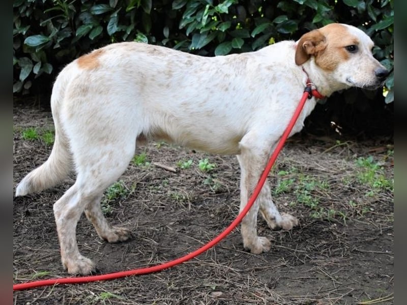 Zoilo - Z wie Zuckersüß und Zauberhaft