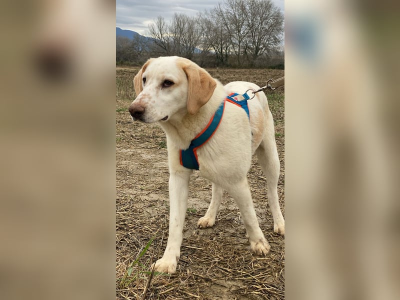 Peppino - (Dringend Zuhause oder Pflegestelle gesucht) Die Welt ist groß, ich will sie mit dir sehen