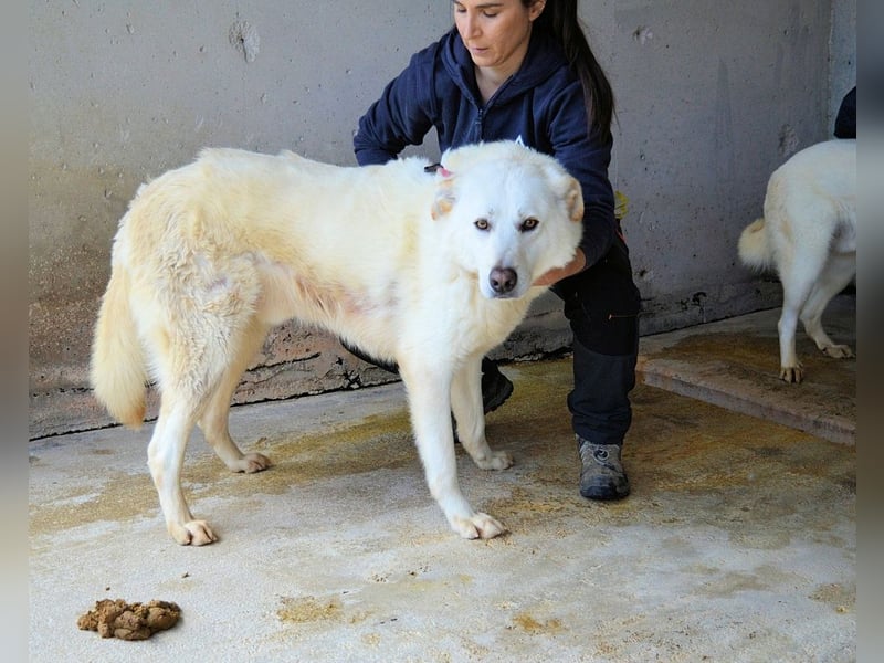 Weeke - Knopfaugen auf der Suche nach einem Lieblingsmenschen