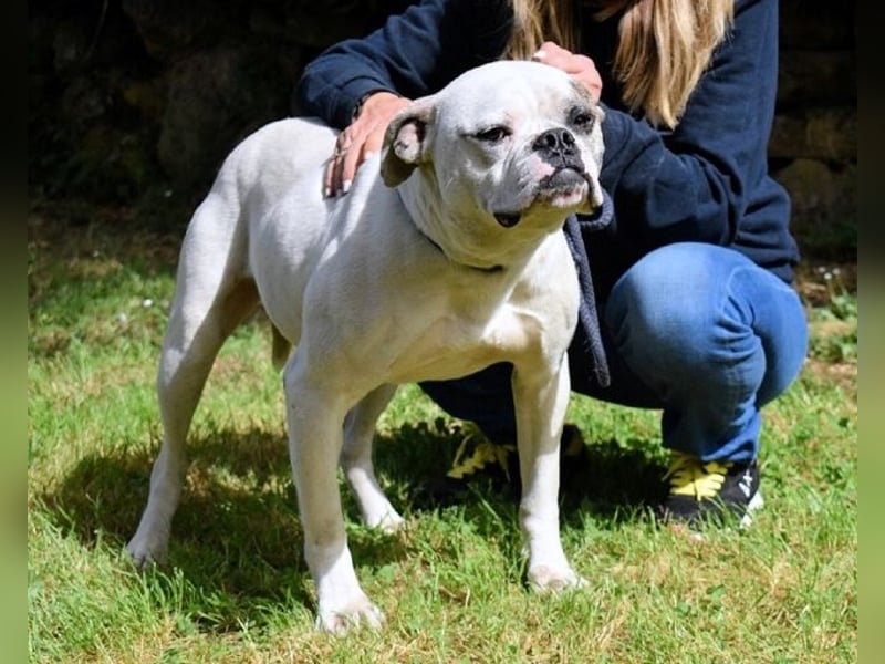 Nickolaus - Alle guten Dinge sind drei