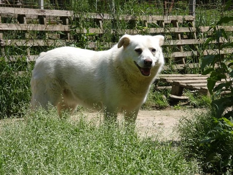 Gea - eine zarte Seele auf der Suche nach ihren Menschen
