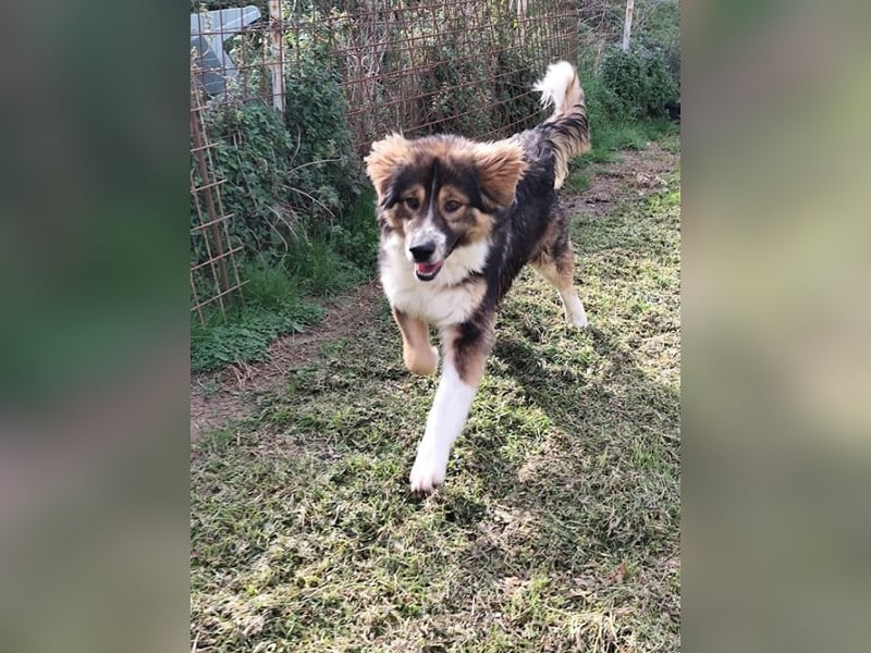 Leo - Leo, Du Löwe, schüttle Deine Mähne!