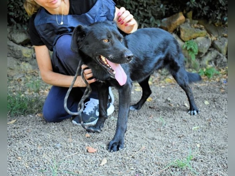 Saffiro - Ein Schritt Richtung Hundeglück