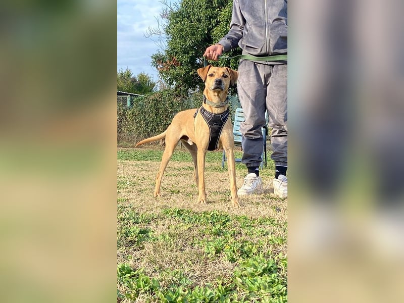 Jasper - Warten auf den einen Menschen