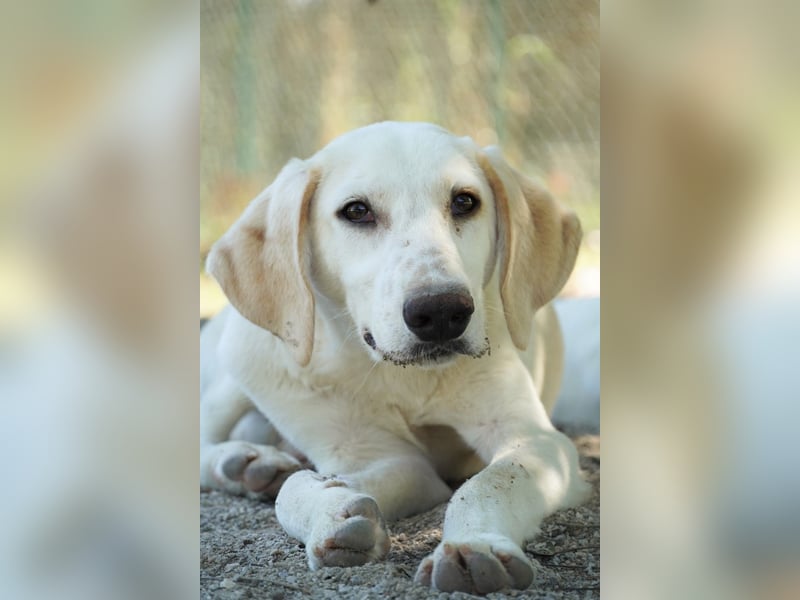 Peppino - (Dringend Zuhause oder Pflegestelle gesucht) Die Welt ist groß, ich will sie mit dir sehen