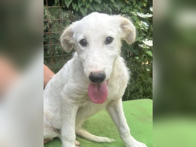 Tonia - (Dringend Pflegestelle oder Zuhause gesucht) Bereit Herzen im Sturm zu erobern